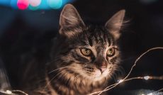 NestJS Architecture & Advanced Patterns